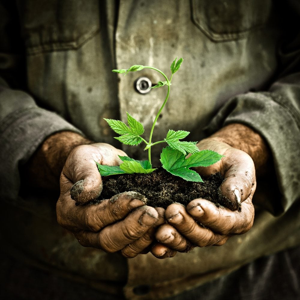 Panorama Tree Care: Shaping Nature’s Beauty